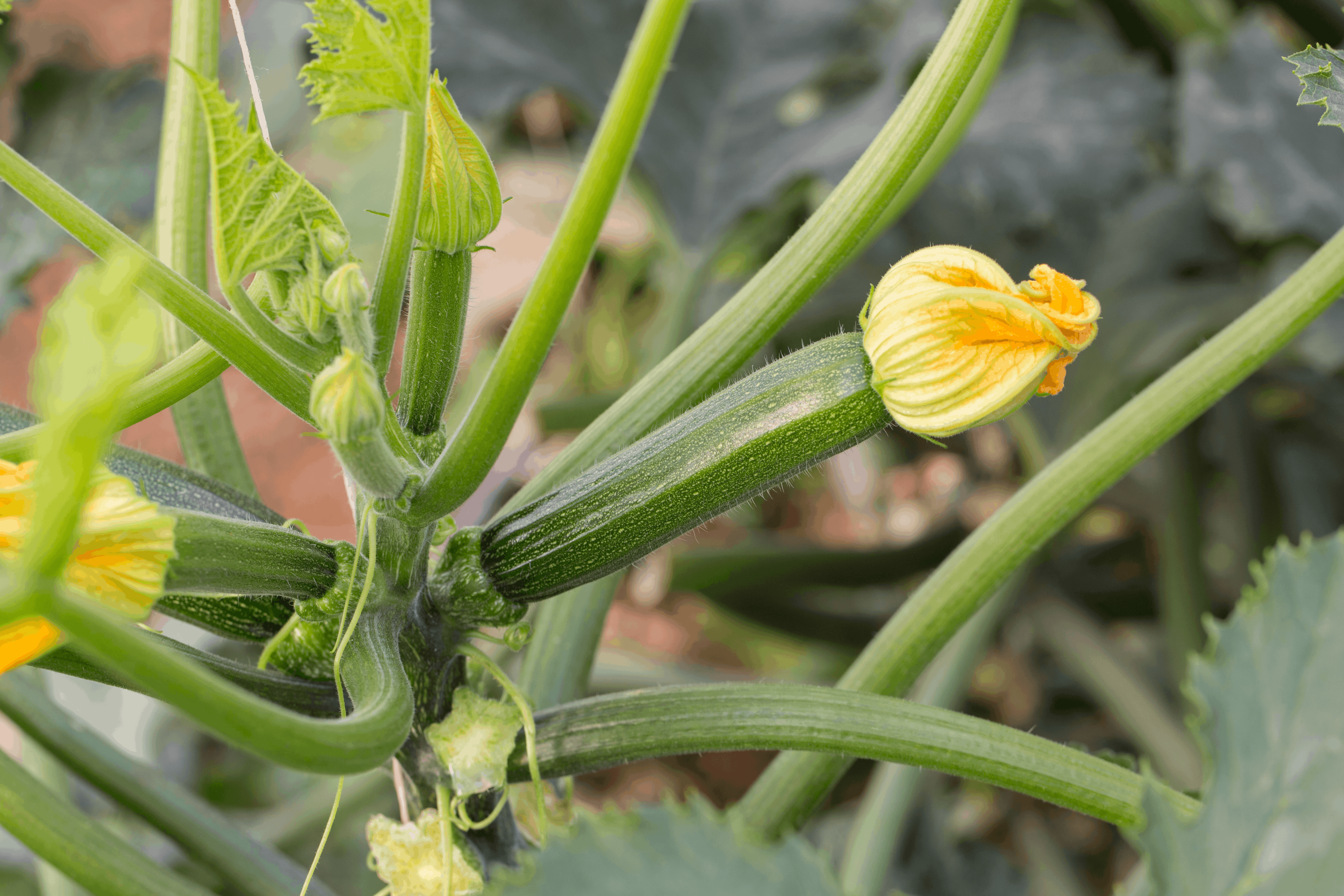 カラボニータ　Calabonita RZ 100粒入り袋