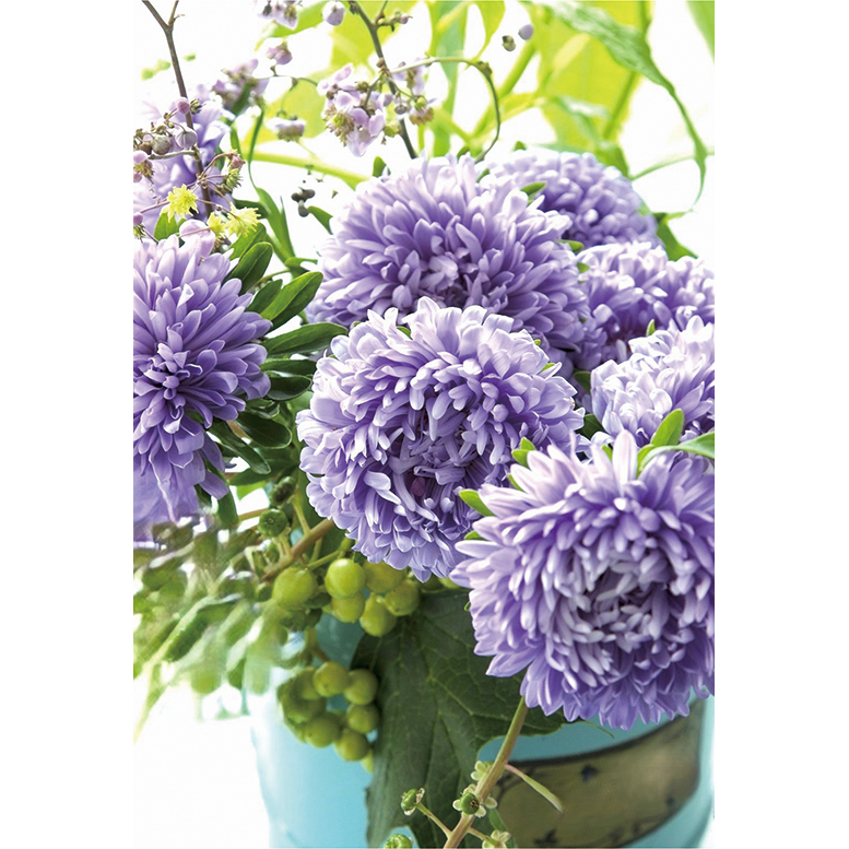 アスター ブリリアン ＥＸブルー