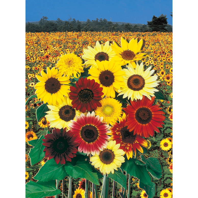 ヒマワリのタネ欲張りミックス混合種子１袋