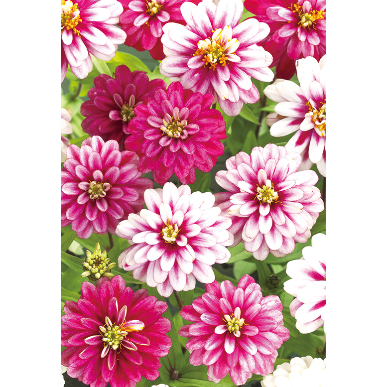 ジニア　ザハラダブル　ラスベリーリップル　１袋