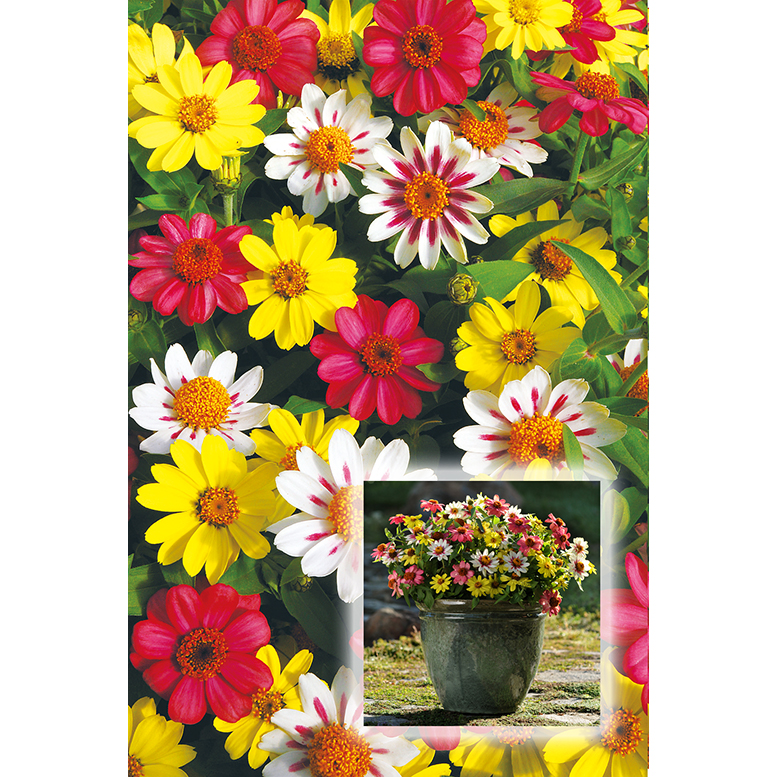 ジニア　ザハララズベリーレモネード　１袋