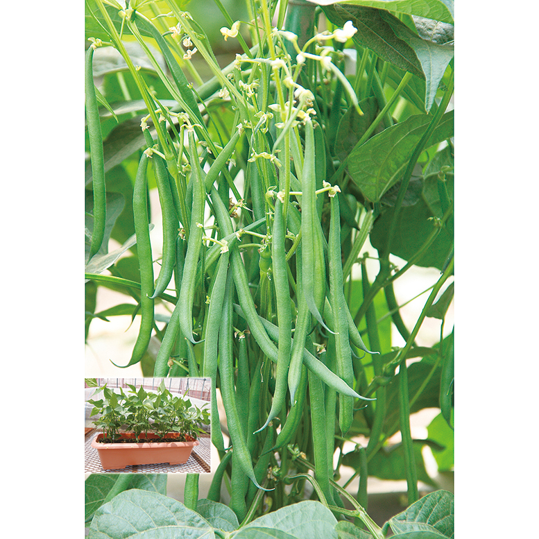 つるなしインゲン　れんたろう　１袋