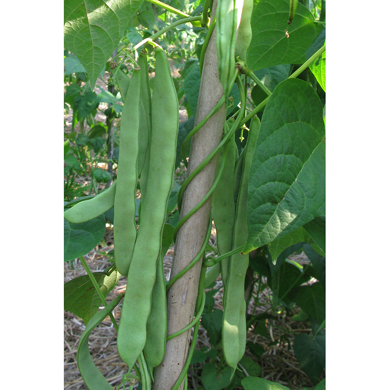 マンズナルインゲン